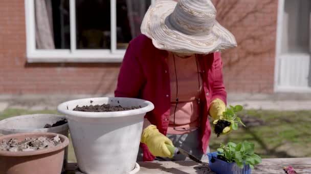 裏庭でもやしで忙しい高齢女性. — ストック動画