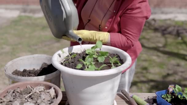 Outdoor shot of an elderly woman watering plants in a flowerpot. — Stock Video