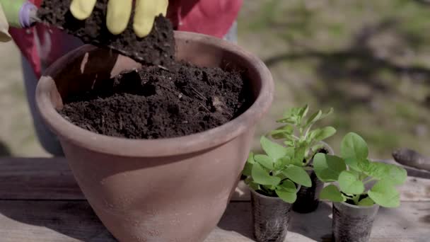 Чоловік готує грунт для посадки дрібних зелених рослин в керамічному горщику, детальний вигляд рук в жовтих рукавичках — стокове відео