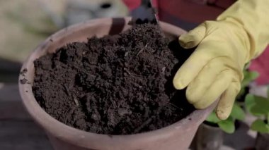 Büyük bir saksıda toprak kazma lastik sarı eldiven bir kadının yakın çekim.