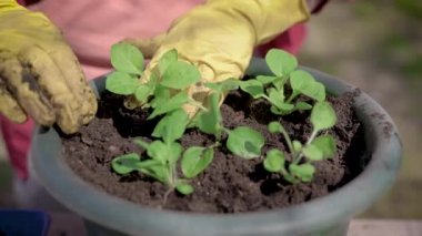 Eldivenli yaşlı bir kadının, dışarıda büyük bir tencerede lahana naklinin yakın çekimi.