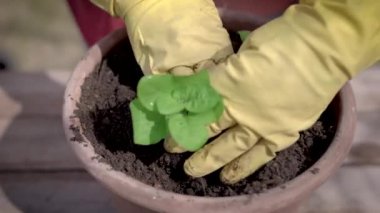 adam güneşli havalarda açık havada seramik tencerede fide nakli yapıyor, ellerin detayları