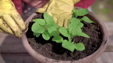 Arka bahçesinde büyük bir saksıya bitki dikim bir kadının outdoot yakın çekim.