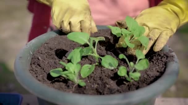 Дрессировщик работает в саду в летний день, высаживая небольшие зеленые растения в керамическом горшке, детальный вид рук — стоковое видео