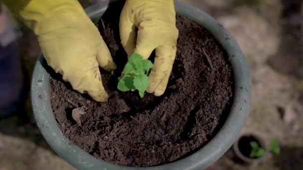 Gärtner pflanzt kleine Blütentriebe in Erde in kleinem Blumentopf im Garten, Nahaufnahme der Hände — Stockvideo