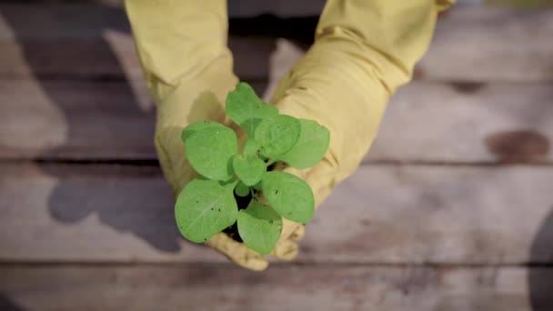 Geschoten van bovenaf van een vrouw in gele handschoenen die kleine plant in een bodem boven de tafel houden. — Stockvideo