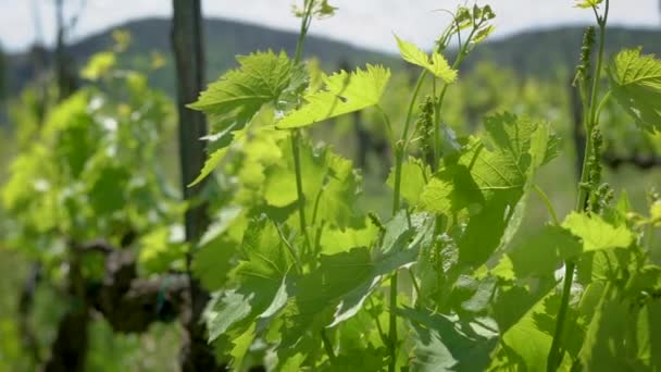 Close-up shot van een branck van nog niet rijp druiven op wijnstok in wijngaard in de zomer. — Stockvideo