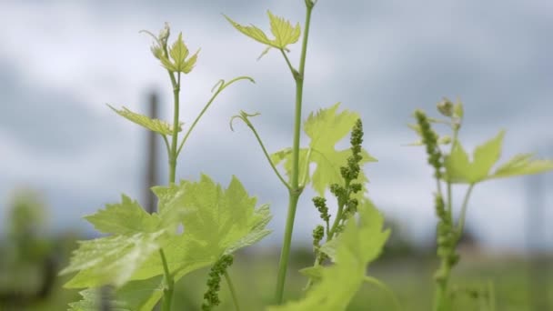 Tiro en viñedo: rama de la vid en Italia . — Vídeos de Stock