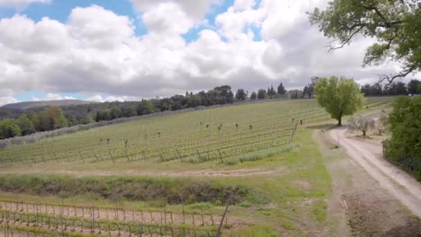 Aerial shot. Beautiful Italian Tuscany, and its vineyards. Summertime for ripening grapes. — Stock Video