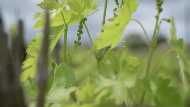 Vines of grapes. In Europe, engaged in the production of wine. — Stock Video