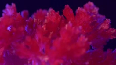 Güzel kırmızı mısır gevreği kristalleri yetiştirilir. Mavi arka aydınlatma bir arka plan üzerinde güzel kırmızı kristaller. Kristal kafesli harika elementler. Bir evde eğitim deneyi sonucunda alınan.