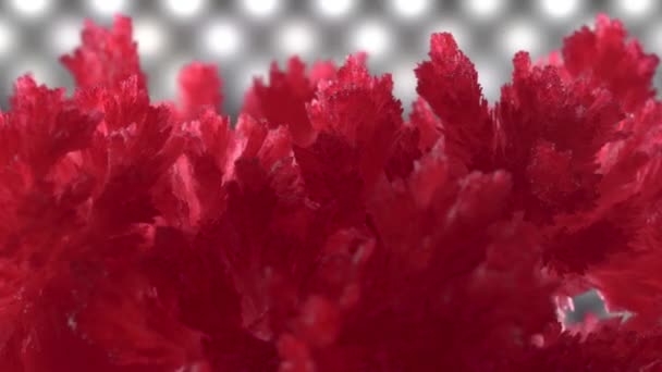 Hermosos cristales rojos sobre un fondo de iluminación de diodos. Los cristales giran lentamente y brillan. experimento — Vídeo de stock