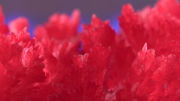 Όμορφα κόκκινα δημητριακά που καλλιεργούνται κρύσταλλοι. Όμορφοι κόκκινοι κρύσταλλοι σε φόντο μπλε οπίσθιου φωτισμού. Μεγάλα στοιχεία με κρυστάλλινο πλέγμα. Παραλήφθηκε ως αποτέλεσμα ενός πειράματος οικιακής εκπαίδευσης. — Αρχείο Βίντεο