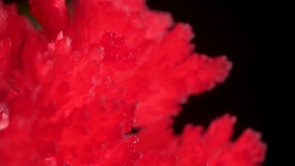 Hermosos cristales rojos sobre un fondo de iluminación de diodos. Los cristales giran lentamente y brillan. experimento — Vídeo de stock