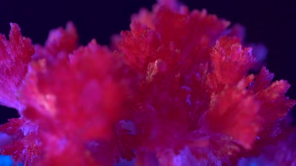 Hermosos cristales de cereales rojos cultivados. Hermosos cristales rojos sobre un fondo de contraluz azul. Grandes elementos con celosía de cristal. Recibido como resultado de un experimento de entrenamiento en casa . — Vídeo de stock