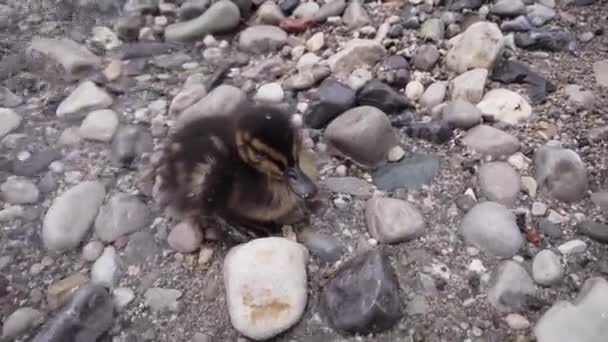 Kleine schattige eendje. Het kuiken ligt aan het meer en rust. — Stockvideo