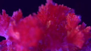 Güzel kırmızı mısır gevreği kristalleri yetiştirilir. Mavi arka aydınlatma bir arka plan üzerinde güzel kırmızı kristaller. Kristal kafesli harika elementler. Bir evde eğitim deneyi sonucunda alınan.