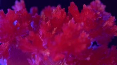 Güzel kırmızı mısır gevreği kristalleri yetiştirilir. Mavi arka aydınlatma bir arka plan üzerinde güzel kırmızı kristaller. Kristal kafesli harika elementler. Bir evde eğitim deneyi sonucunda alınan.