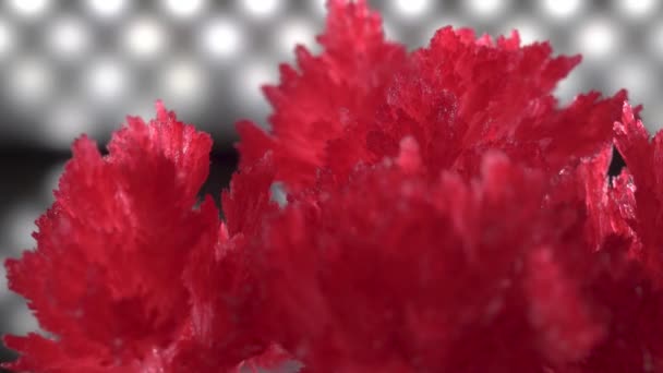 Hermosos cristales rojos sobre un fondo de iluminación de diodos. Los cristales giran lentamente y brillan. experimento — Vídeo de stock