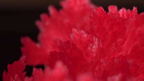 Hermosos cristales rojos aparecieron como resultado de una experiencia casera con productos químicos. El proceso de cristalización tuvo lugar en condiciones normales. Experimentos químicos simples . — Vídeo de stock