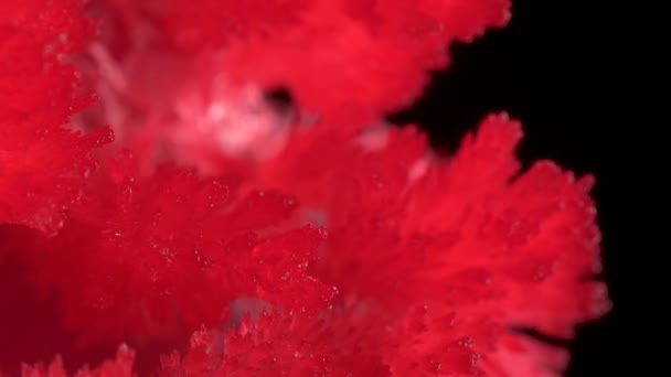 Dans le cadre, cristaux cultivés en laboratoire. Les cristaux rouges sont brillants et beaux, sur un fond noir. abstraction — Video