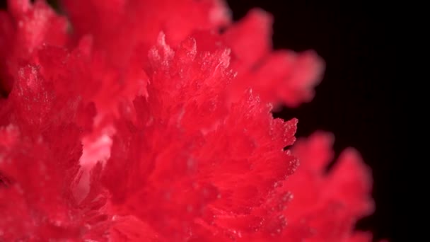Mooie rode kristallen verschenen als gevolg van een thuiservaring met chemicaliën. Het kristallisatieproces vond onder normale omstandigheden plaats. Eenvoudige chemische experimenten. — Stockvideo