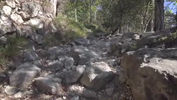 Moving view along stone path in forest on mountain slope in sunny weather in summer — Stock Video