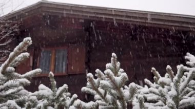 Kırsalda yoğun kar yağışı var. Güzel ahşap bir evin arka planında, ladin dallarına kar yağıyor..