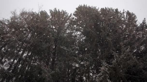 Сильний снігопад. Великі пластівці снігу, падають на ялинові гілки . — стокове відео