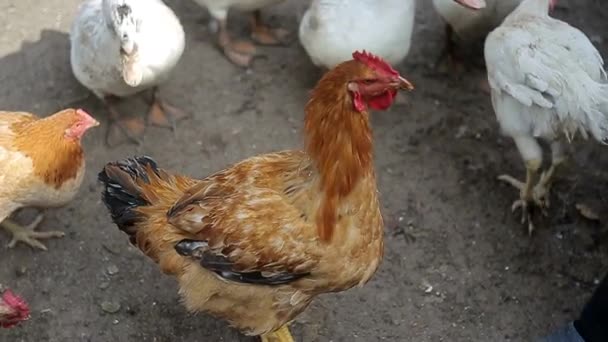 Huhn rot, Huhn, Hühner essen — Stockvideo