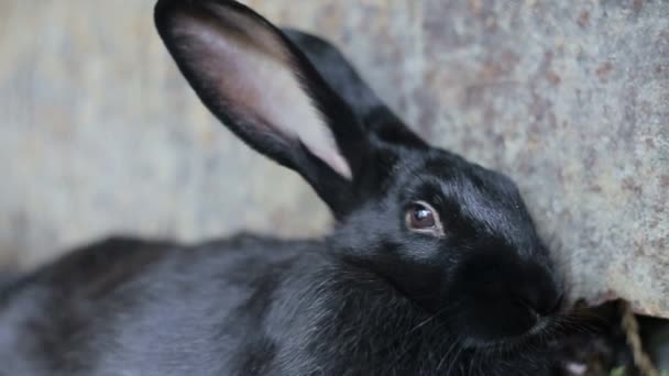 Lapin noir, lapin gros lapin — Video