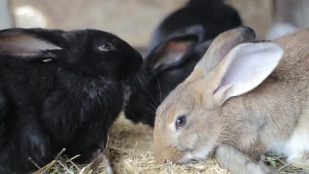 Черный кролик, большой кролик — стоковое видео