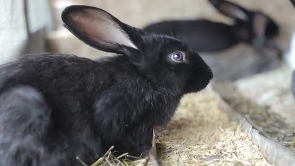 Кролики їдять пшеницю, кролики їдять, кролики бігають, кролики — стокове відео