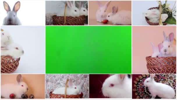 Collage aus Kaninchen, vielen Kaninchen, schönen Kaninchen, Konzept des Osterfestes