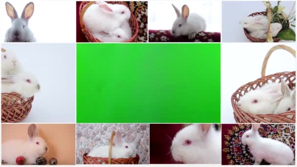 Conigli Chroma key, divertente coniglietto annusa e guarda uno sfondo verde — Video Stock