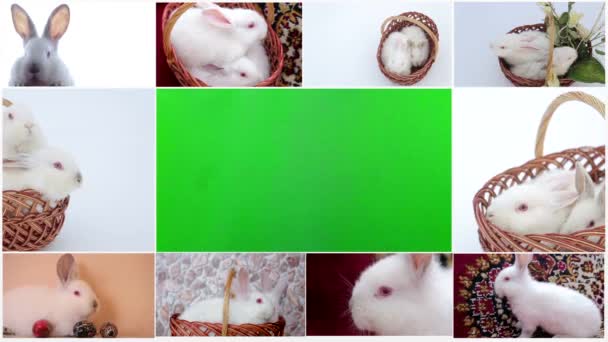 Lapins Clé chroma, Lapin blanc reniflant et regardant autour de lui, herbe verte avec des pissenlits, printemps, vue rapprochée, prêt à être enfoncé — Video