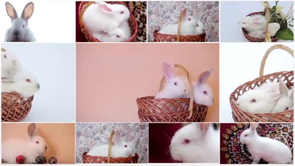 Collage di conigli, tanti conigli, bellissimi conigli, concetto della Pasqua — Video Stock