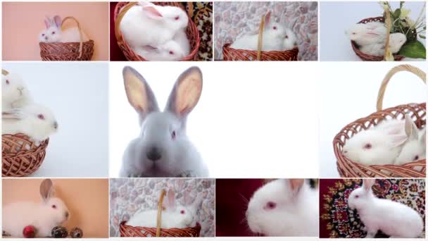 Collage di conigli, tanti conigli, bellissimi conigli, concetto della Pasqua — Video Stock