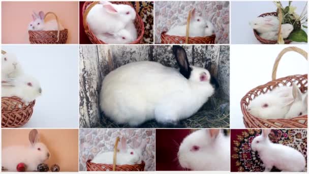 Duży zbiór królików, zwierząt domowych i egzotycznych, w innej pozycji, izolowany na białym tle. — Wideo stockowe