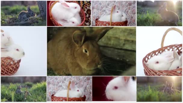 Een heleboel konijnen — Stockvideo