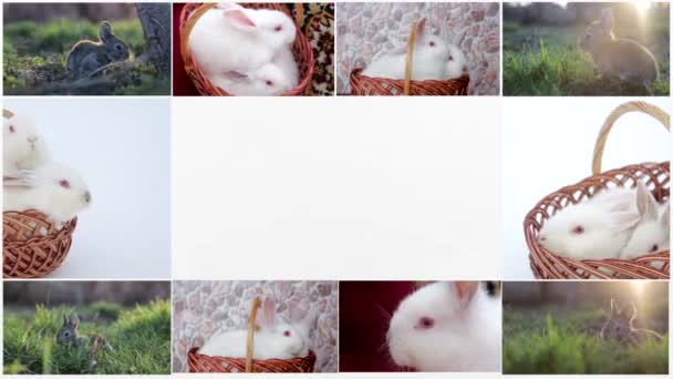 ウサギのコラージュ、多くのウサギ、美しいウサギ、イースターの概念 — ストック動画
