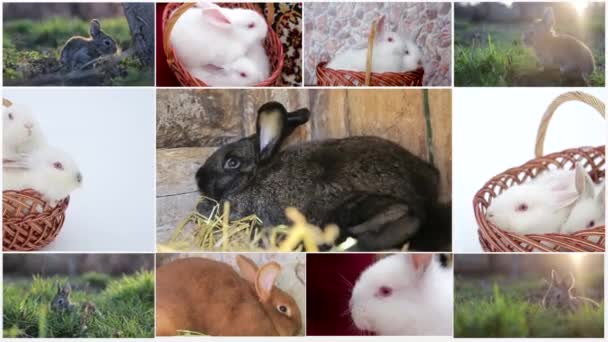 Collage of rabbits, many rabbits, beautiful rabbits, concept of the Easter — Stock Video