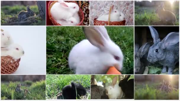 Collage aus Kaninchen, vielen Kaninchen, schönen Kaninchen, Konzept des Osterfestes — Stockvideo