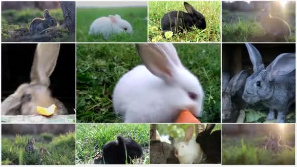 Kleiner Hase im Korb mit verzierten Eiern - Osterkarte — Stockvideo