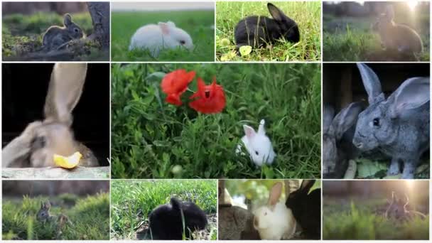 Petit lapin dans le panier avec des œufs décorés - Carte de Pâques — Video