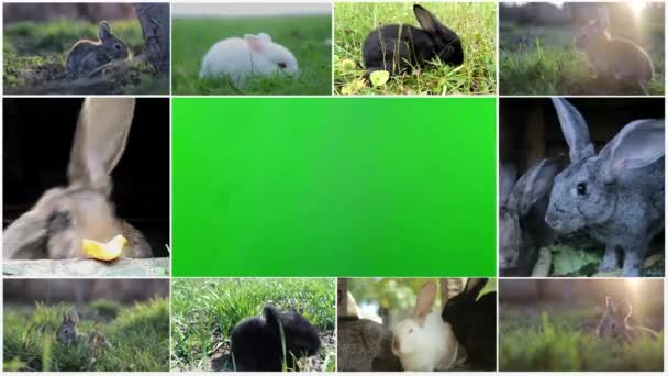 Króliki Klucz Chroma, Biały królik węszący i rozglądający się dookoła, zielona trawa z dmuchawcami, czas wiosny, widok z bliska, gotowy do użycia — Wideo stockowe