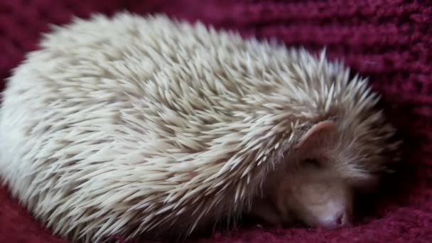 The girl is holding a hedgehog in her hands — Stock Video