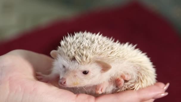 Person African Pygmy Hedgehog in hands — Stock Video