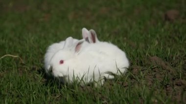 Bahar yeşili arka planda yavru beyaz tavşan