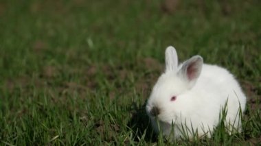 Bahar yeşili arka planda yavru beyaz tavşan